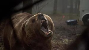 深山灰熊残暴无比嗜杀成性，原因竟是人类的罪孽
