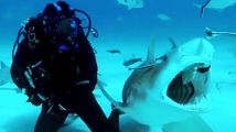 【纪录片】BBC NHU创新的60年29：鲨鱼的诱饵