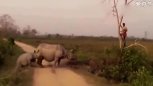实拍：惊险！犀牛欲攻击人类！