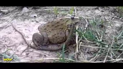 实拍：青蛙草坪中吃蛇，一动不动。