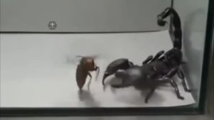 实拍蝎子吃蜜蜂只剩下一副壳