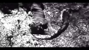 实拍：老虎想吃巨蟒不成，不料反被巨蟒活吞