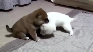 两只柴犬宝宝的激烈打斗，为什么会这么可爱？