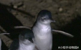 小蓝企鹅，世界最小企鹅