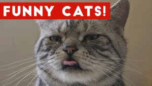猫咪搞笑集锦2017 | Funny Pet Videos