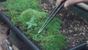 植觉先生教你做苔藓盆景 | 小园艺