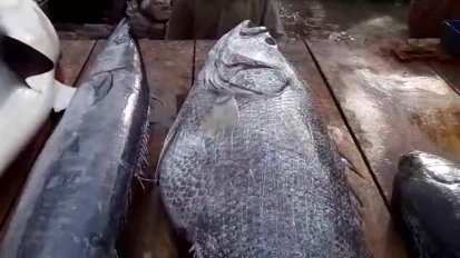 实拍印度鱼市现场宰杀80斤黑鲈鱼，顾客络绎不绝