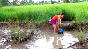 实拍：柬埔寨小情侣在稻田边的泥地里捉鱼