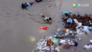 洪水中流浪狗冒着生命危险救自己的宝宝...